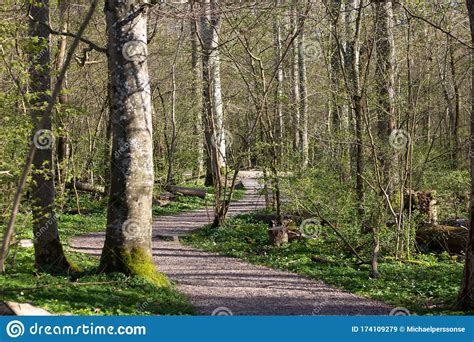 The Early Spring Sun Lights Up The Foot Path In The Forest In The