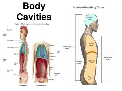 Ppt Body Planes Directions And Cavities Powerpoint Presentation Free Download Id 2512253