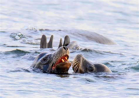 California Sea Lions Spotted Off Sechelt Coast Reporter