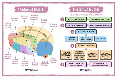 Thalamus Nuclei Anatomy By Revmed Thalamus Nuclei Grepmed