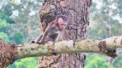 Breaking News Baby Monkey Cry Afraid Run To Climbing Tree YouTube