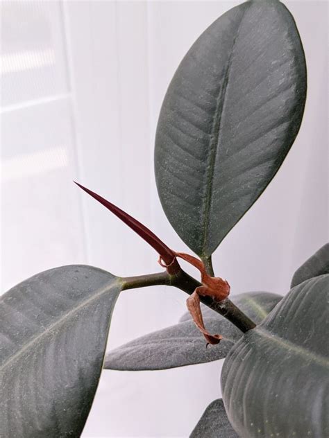 Learn How To Care For A Rubber Plant These Are All The Rubber Tree