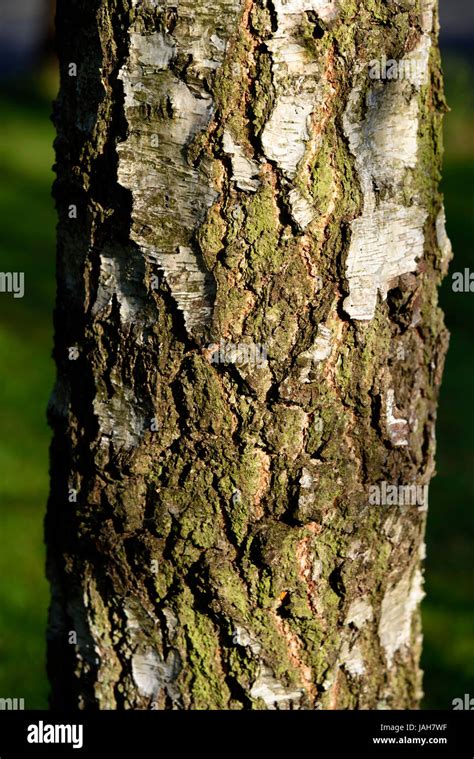 Silver Birch Tree Bark Hi Res Stock Photography And Images Alamy