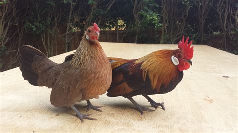 Hollandse kriel) is a breed of chicken originating in the netherlands. Dutch Bantam For Sale | Chickens | Breed Information | Omlet