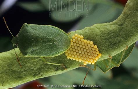 Minden Pictures Southern Green Stink Bug Nezara Viridula Female
