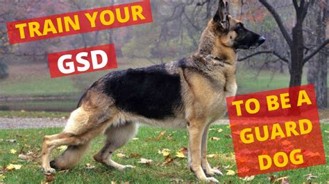 How To Train Your German Shepherd Dog To Be A Guard Dog Youtube