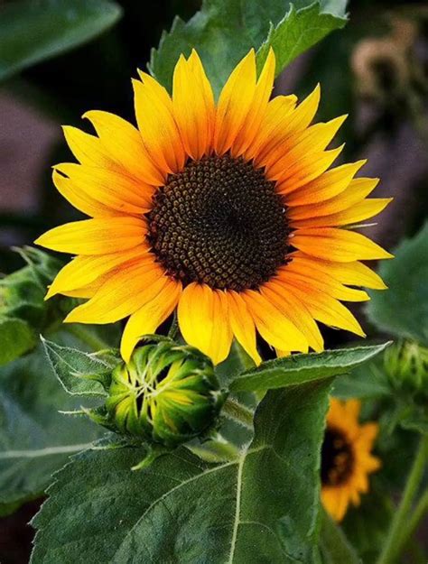 Pin by Pam Crowe on Gardening/Nature | Planting sunflowers, Dwarf sunflowers, White sunflowers