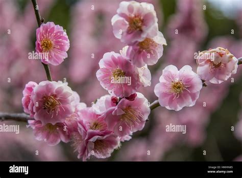 Ume Japanese Plum Blossom Hi Res Stock Photography And Images Alamy