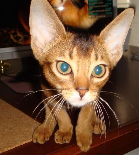 Abyssinians Egyptian Mau And Others Abyssinian Cats Cat Breeds Cats