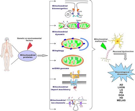 frontiers mitochondrial protein dysfunction in pathogenesis of neurological diseases