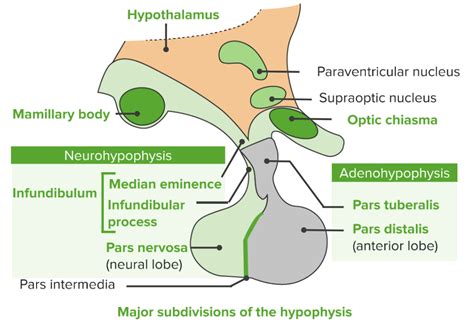 Pituitary Gland Anatomy Concise Medical Knowledge