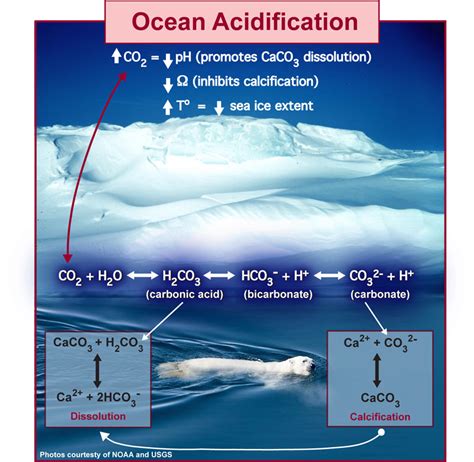 Water Matters Ocean Acidification Poised To Radically