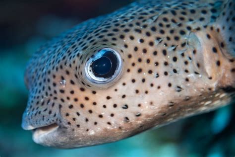 Pufferfish Vs Blowfish Whats The Difference Reef Tank Advisor