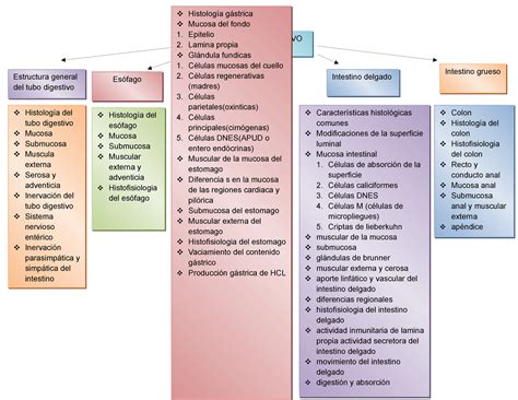 Mapa Tubo Digestivo Componentes Que Lo Conforman Estructura General