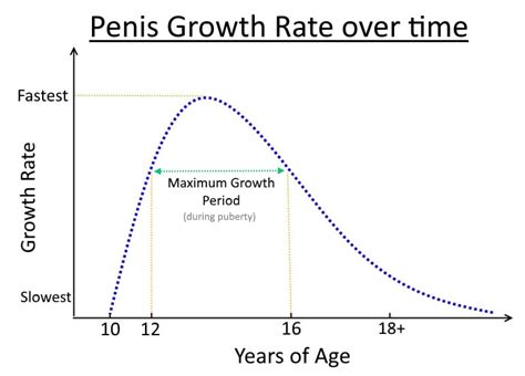 Penis Growth Rate By Age For Men Ahcaf