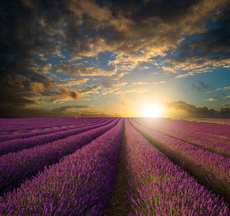 Vibrant Summer Sunset Over Lavender Field Landscape Photograph By