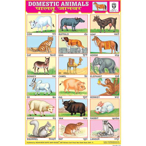 Domestic Animals Chart Size 12x18 Inchs 300gsm Artcard