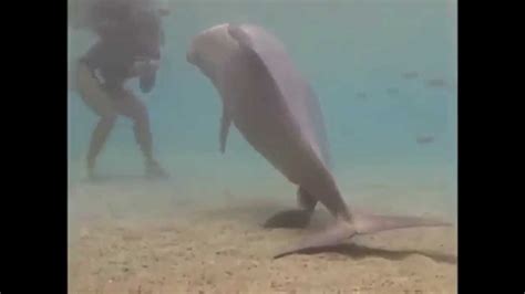 Dolphin Give Birth On Camera Beautiful Record Youtube