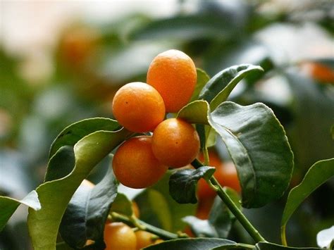 how to grow kumquats complete guide to kumquat tree care