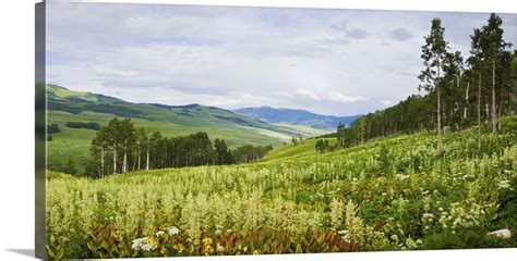 Aspen Trees And Wildflowers On Hillside Crested Butte Gunnison County