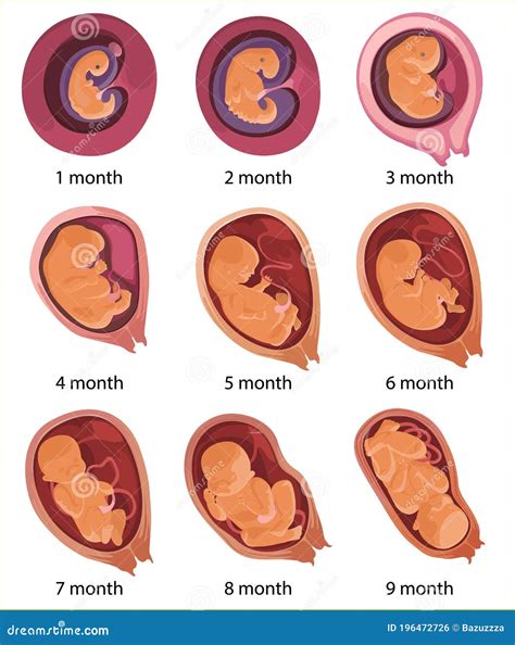 Álbumes Foto Etapas Del Desarrollo Embrionario Y Fetal El último