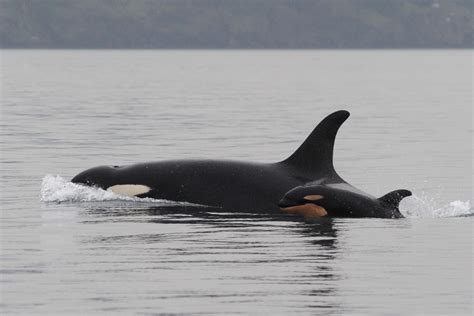 What is the biggest whale ever caught? A second baby killer whale spotted in our Salish Sea ...