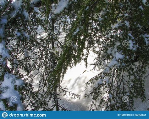 Arz Al Barouk Lebanon Cedars Snow Season Stock Image Image Of Rock