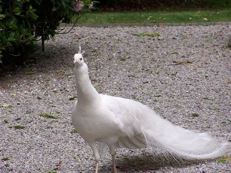 Es gibt unzählige geschichten von. weißer Pfau im Garten Isola Bella | Aves grandes, Aves ...