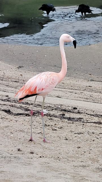 Foto Flamingo Chileno Phoenicopterus Chilensis Por Jaqueline Leão