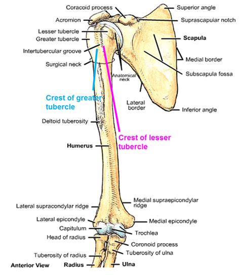 The greater tubercle is an anatomical process on the humerus, a long bone of the body located in. Anatomy - Upper Extremities, Lectures 8,9,&10 at St ...