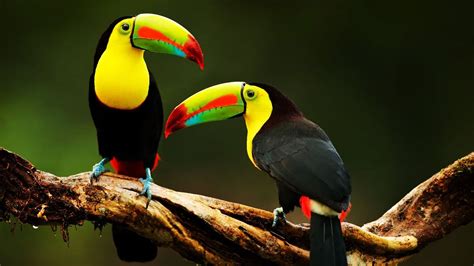 Two Sharp Colorful Beak Toucan Birds Are Standing On Tree Branch In