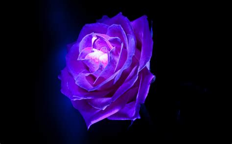 Free Download Purple Rose Flowers 1280x800 For Your Desktop Mobile