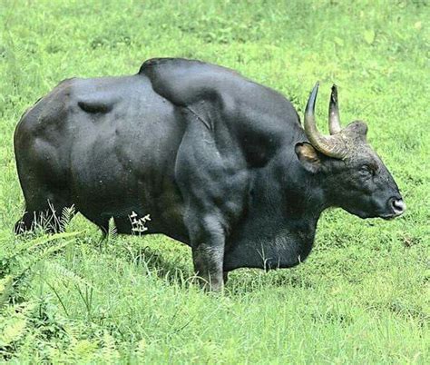 🔥 The Gaur Is The Largest Species Of Wild Cattle In The World 🔥 Natureisfuckinglit Weird