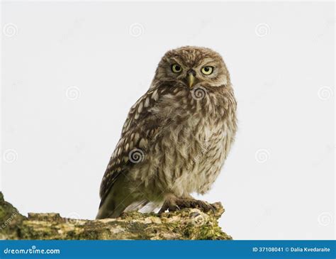 Petit Hibou Noctua Dathene Image Stock Image Du Clavettes Owlet