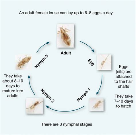 Lice Life Cycle Actual Size Maurita Mosley