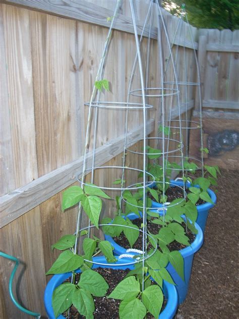 Squash, Beans and Peppers | Bean garden, Growing green beans, Bean trellis