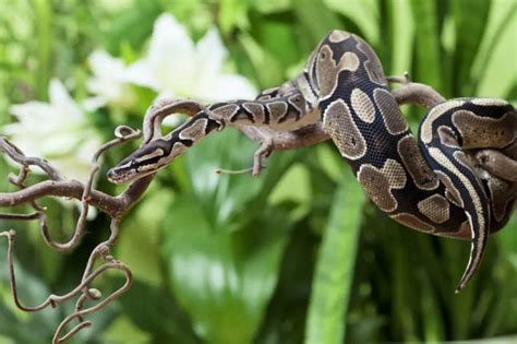 Are Snakes Able To Sense Fear In Humans Reptile Craze