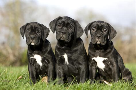 Cane Corso Puppies With Natural Floppy Ears Delight Viewers