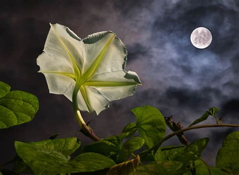How To Plant Moonflower In Your Garden Tricks To Care