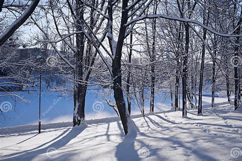 Trees In Winter Park Stock Image Image Of City Winter 12399435