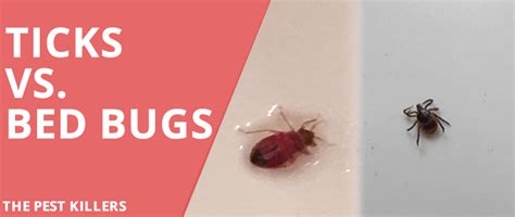 How To Tell A Tick From A Bed Bug Bed Western