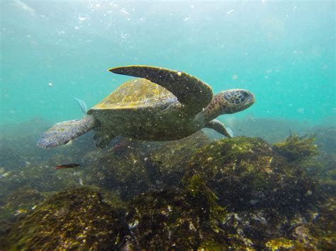 5 Great Galapagos Snorkeling Spots Galakiwi Blog Galakiwi