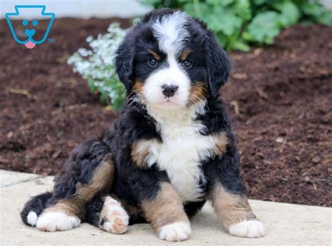 All of our bernese mountain dogs have been imported from different countries around the world and come from the best of champion blood lines. Stan | Bernese Mountain Dog Puppy For Sale | Keystone Puppies