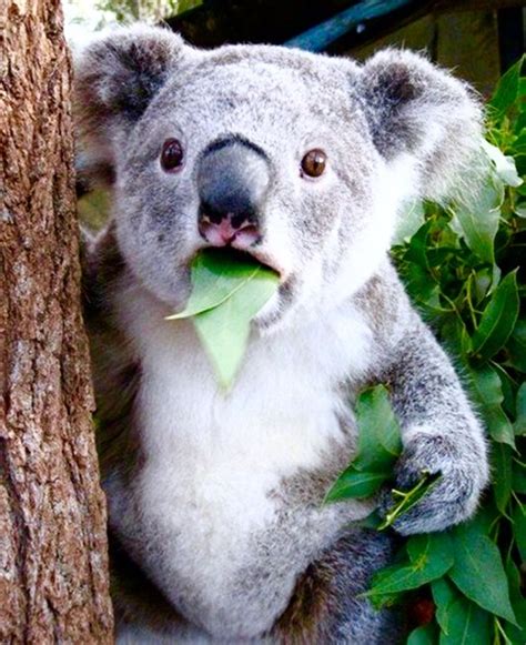 Omg What Are You Doing Koala Meme Bones Funny Cute Animals