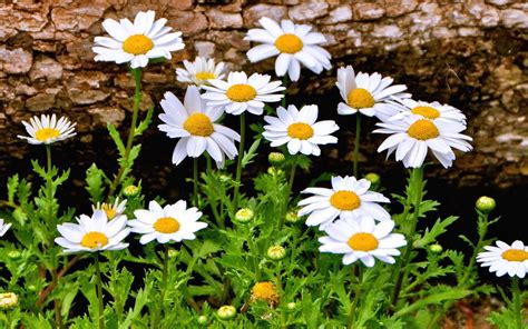 Download White Flower Close Up Spring Grass Nature Daisy Hd Wallpaper