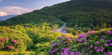 North Carolina Wildflowers Guide And Where To See Them In Western Nc