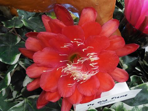 It's may, and true to the calendar, the epiphyllums are blooming. The Epiphyllum Garden: San Diego Epiphyllum Society Show