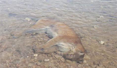 Insane Photos Show A Cougar And Deer Frozen Mid Chase After Falling In