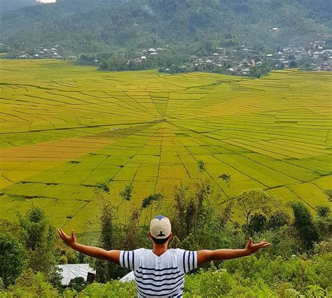 Foto Pemandangan Sawah Newstempo