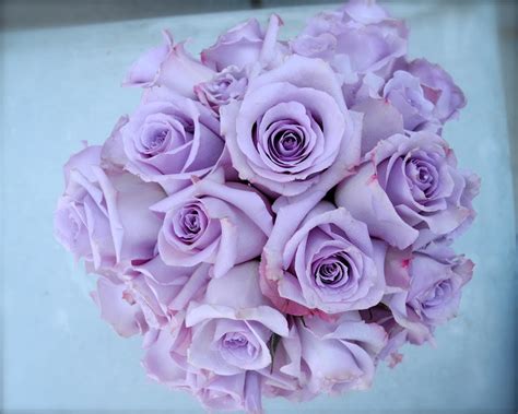 Lavender Roses Lavender Love Pinterest